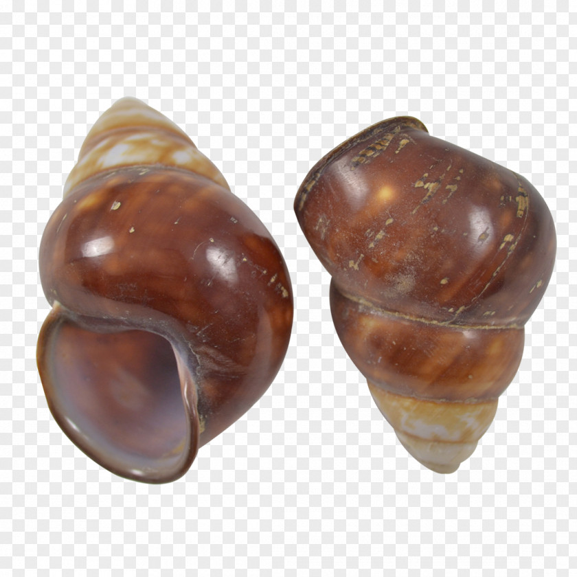 Seashell Land Snail Gastropod Shell Pond Snails PNG