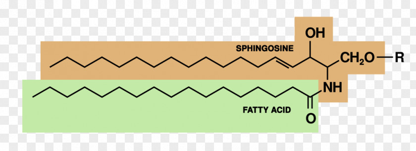 Sphingolipid Glucocerebroside Glycerophospholipid PNG