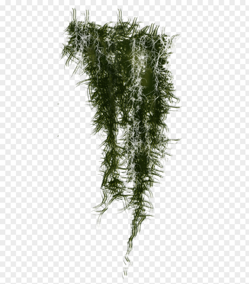 Tree Christmas Clip Art PNG