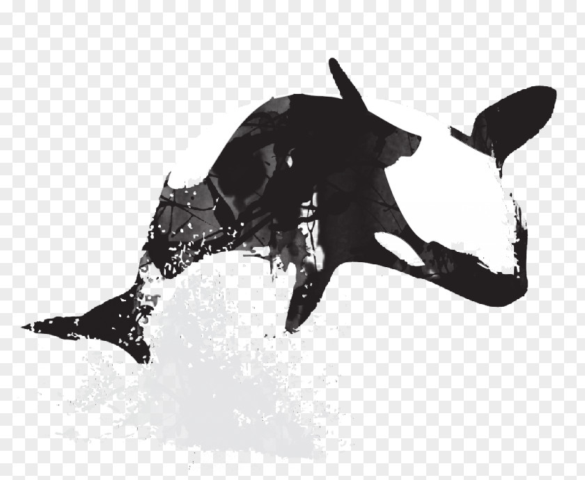 Design Killer Whale Cetacea Art Drawing PNG