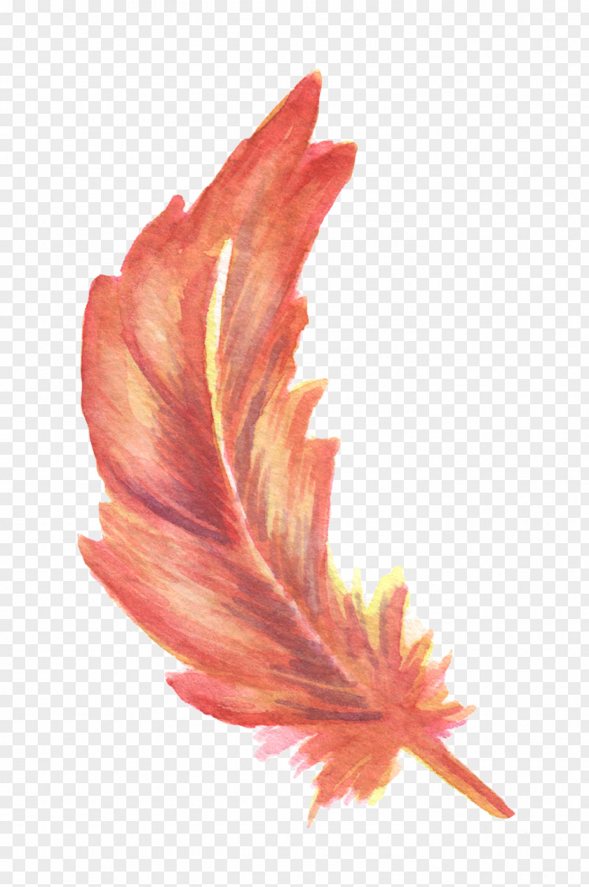 Red Feather Drawing Watercolor Painting PNG