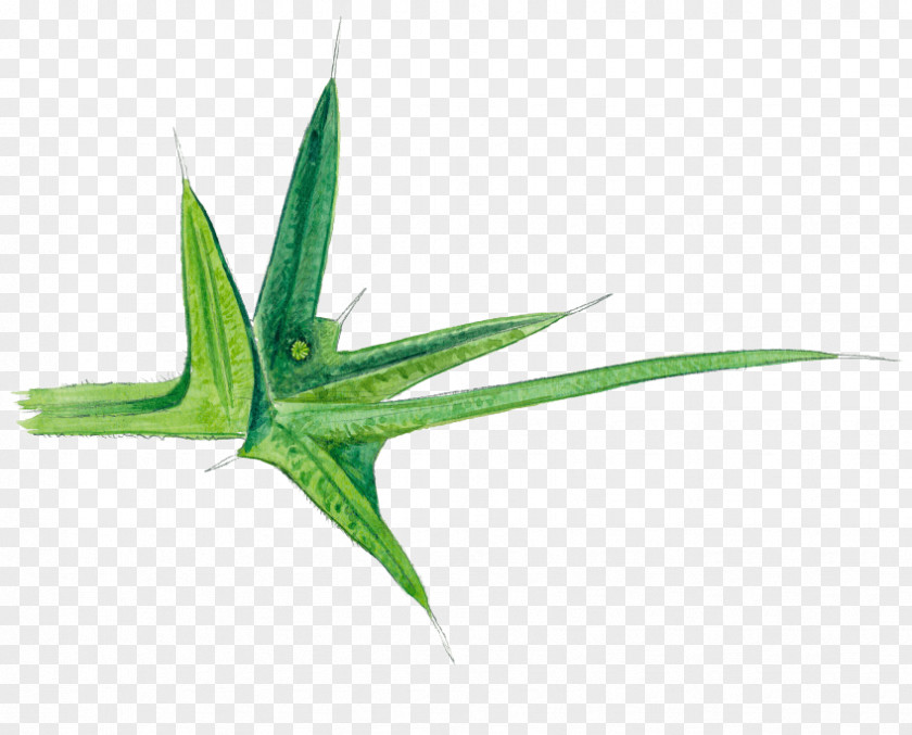 Starfish Aloe Vera Leaf Aquarium Plant Stem PNG