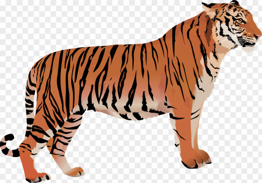 Tiger Bengal Cat White Clip Art PNG