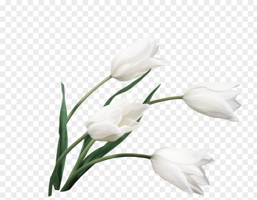 Tulip Desktop Wallpaper Flower Bouquet White PNG