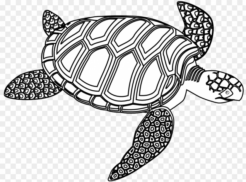 Cartoon Pictures Of Turtles Sea Turtle Seahorse Black And White Clip Art PNG