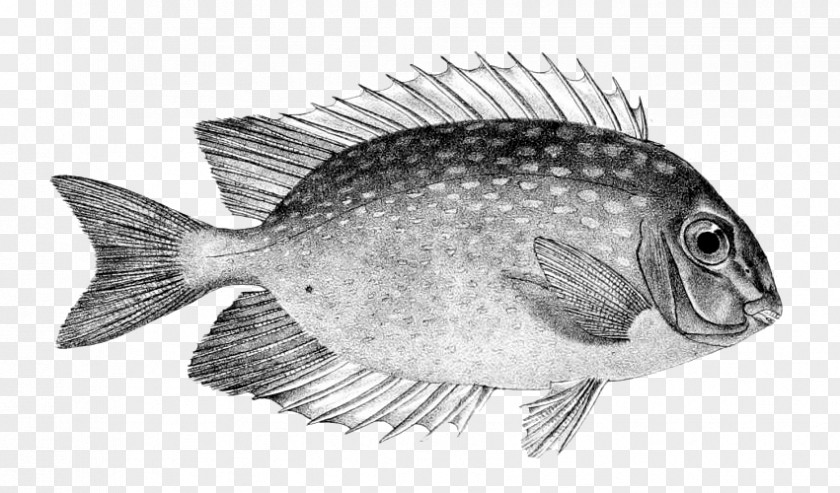 Fish Tilapia Perch White PNG