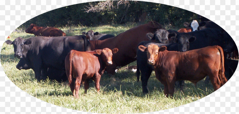 Grazing Cows Angus Cattle Jersey Red Hereford Aberdeen PNG