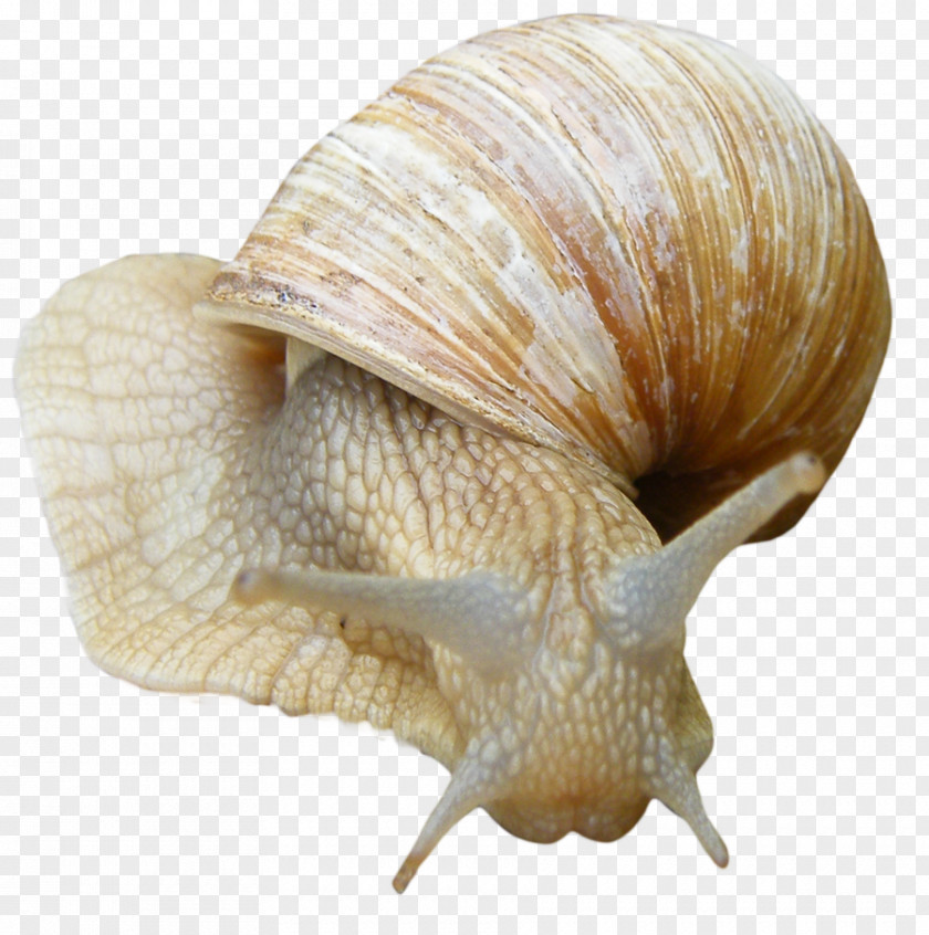 Snail Gastropods PNG