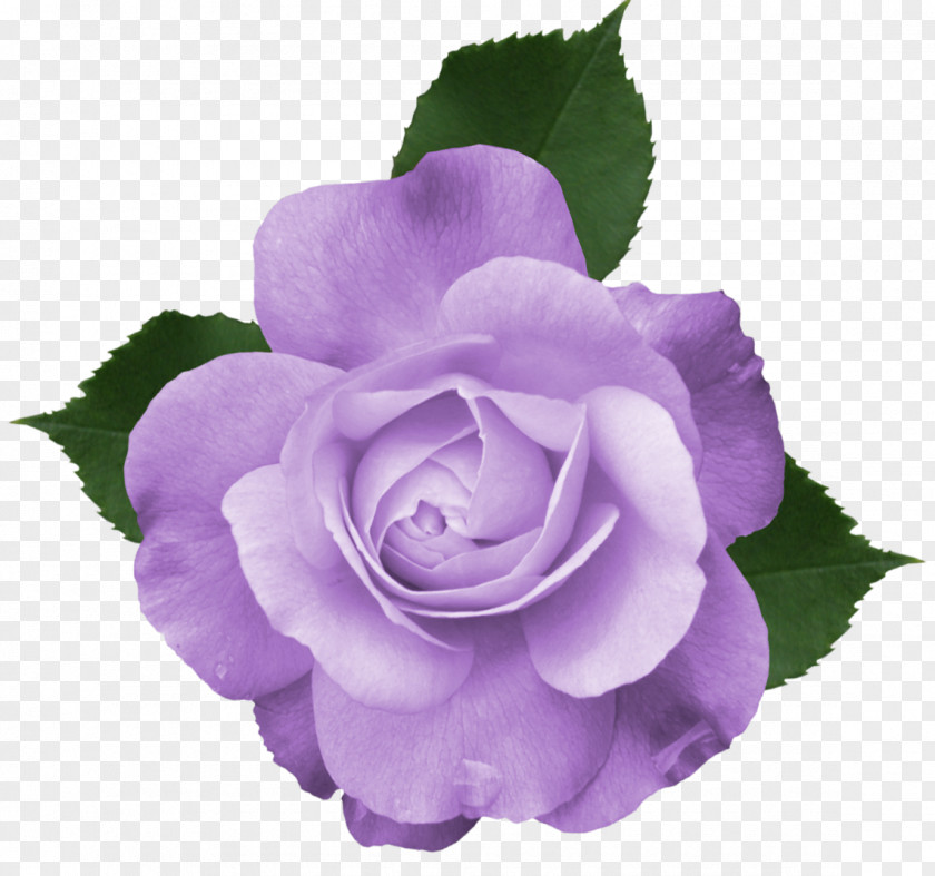 Beautiful Transparent Lilac Rose Picture Purple Clip Art PNG