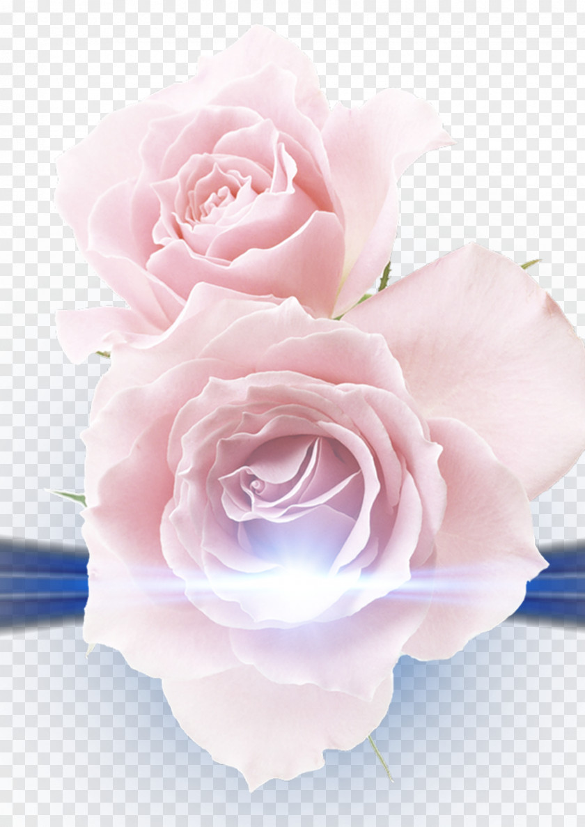 Free Pink Roses To Pull Material Beach Rose Photography Clip Art PNG