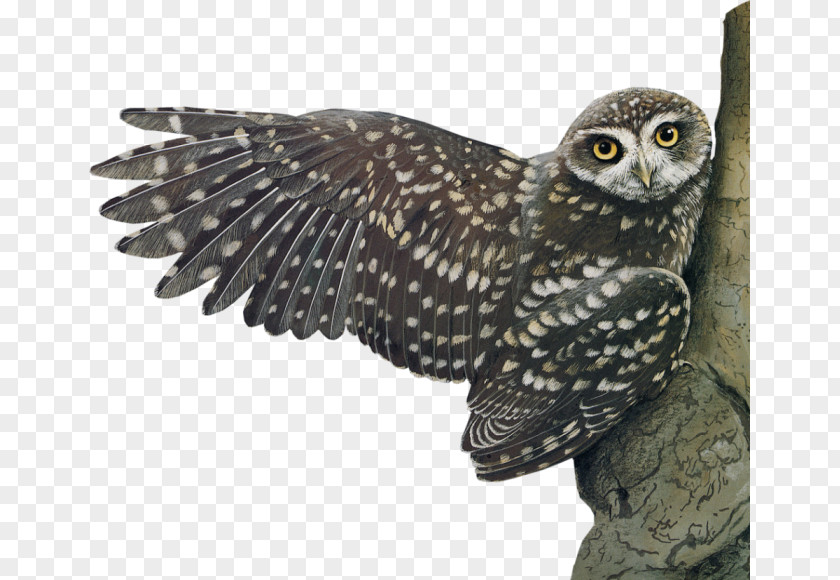 Owl Little Bird PNG