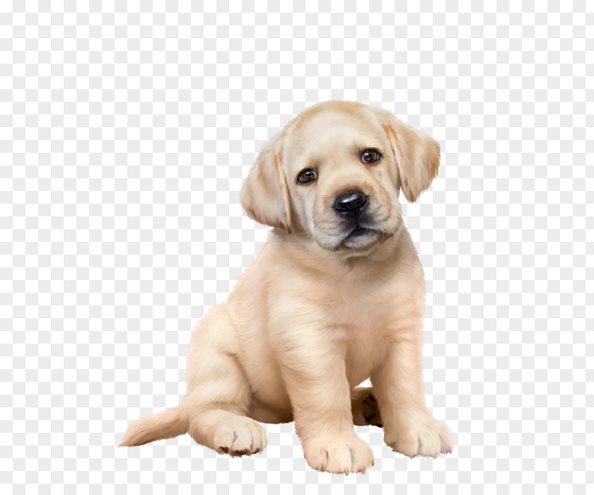 Puppy Labrador Retriever Golden American Pit Bull Terrier Dog Breed PNG