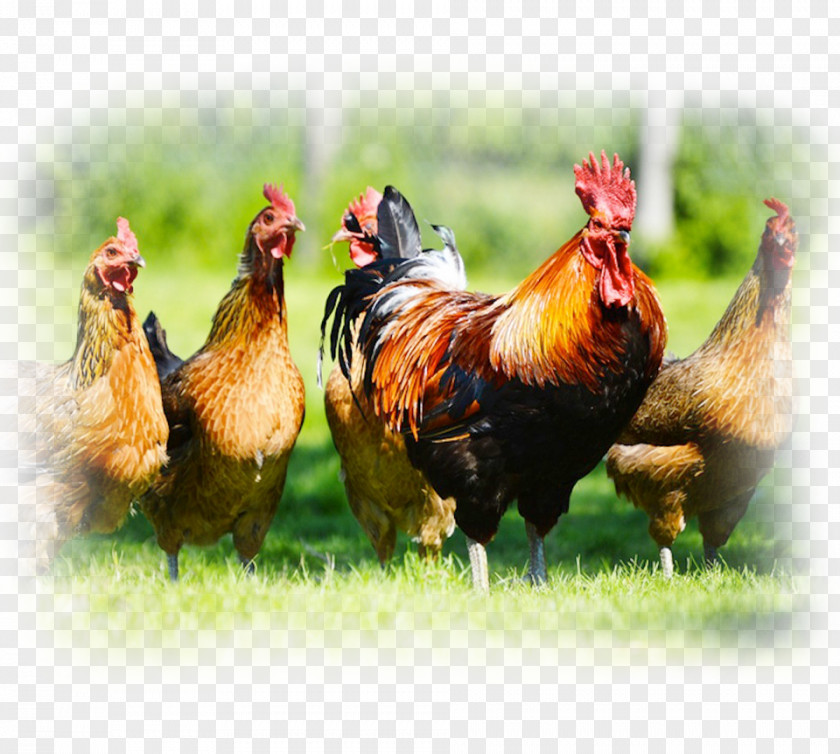 Rooster Chicken Cattle Poultry Farming Livestock PNG