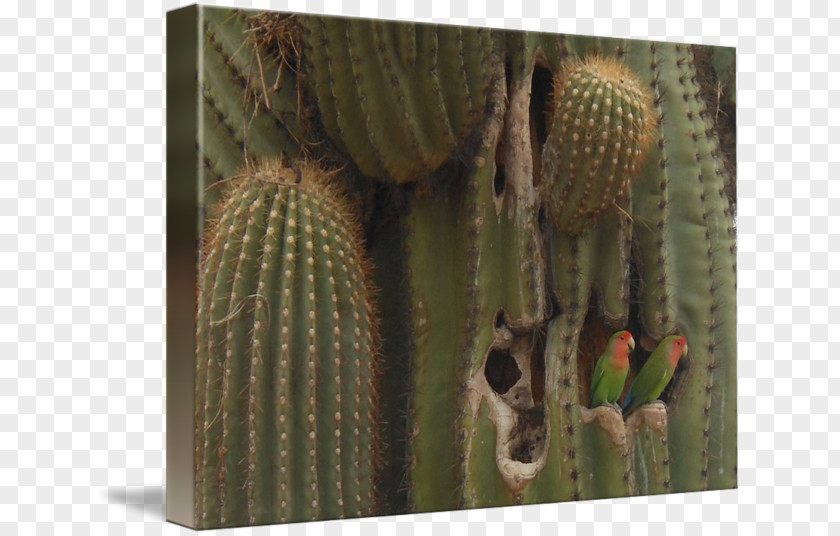 Saguaro Nopal Strawberry Hedgehog Cactus Cactaceae Biome Tree PNG