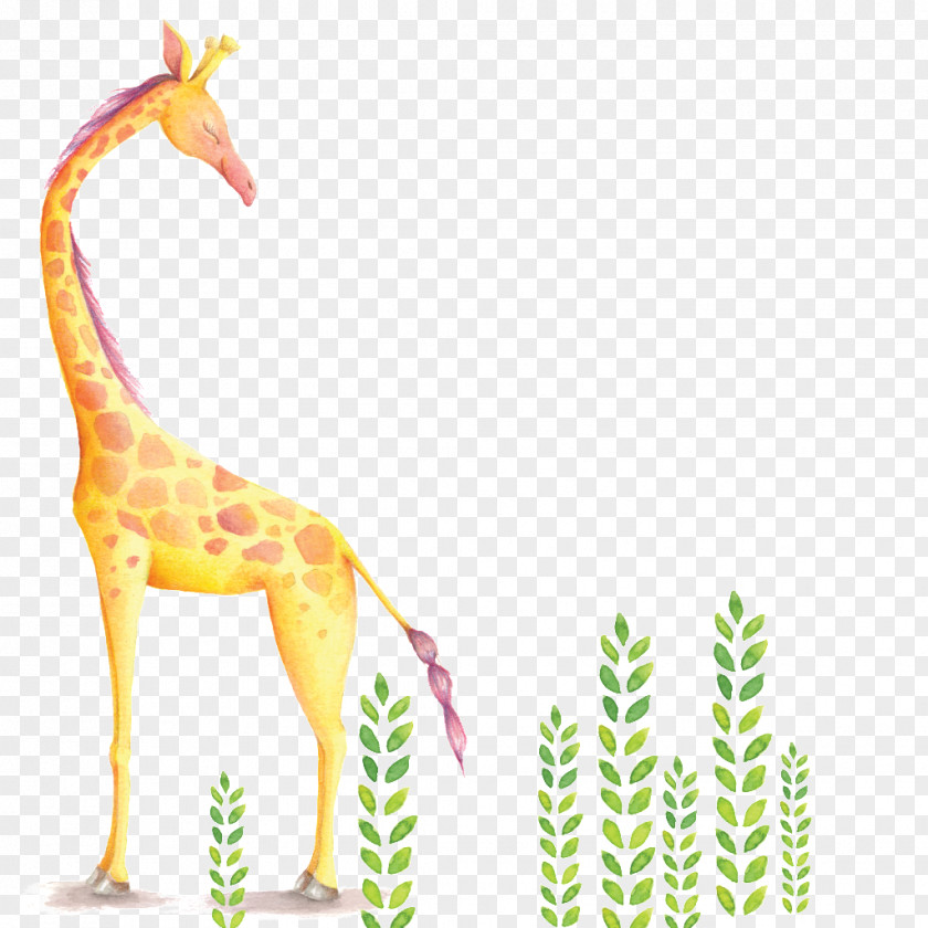 Hand Painted Giraffe Nursery Watercolor Painting Wall Decal PNG