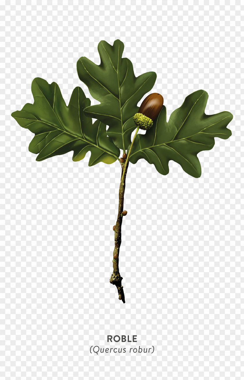 Oregon White Oak Tree Leaf PNG