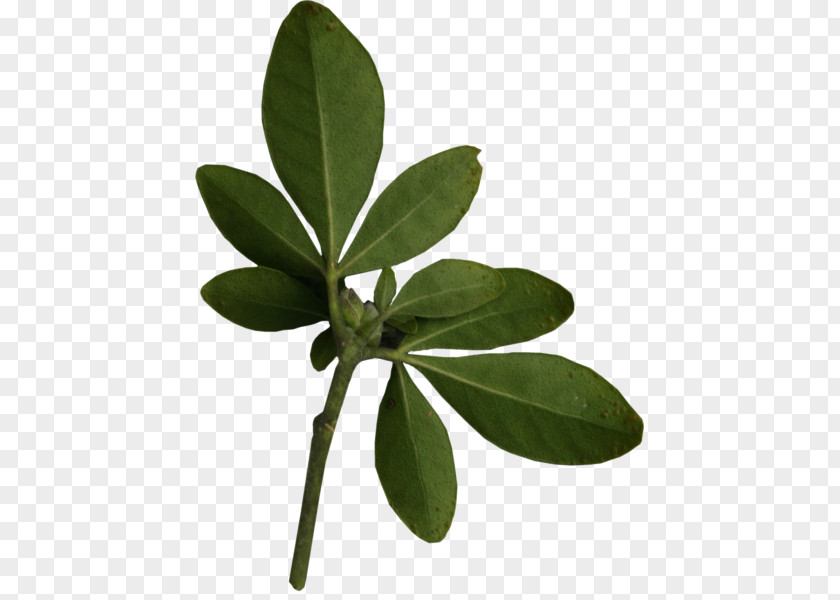 Plant Leaves Leaf PNG