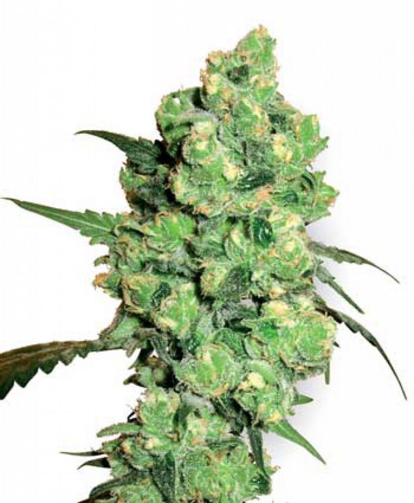 Skunk Cannabis Cup Kush Medical PNG