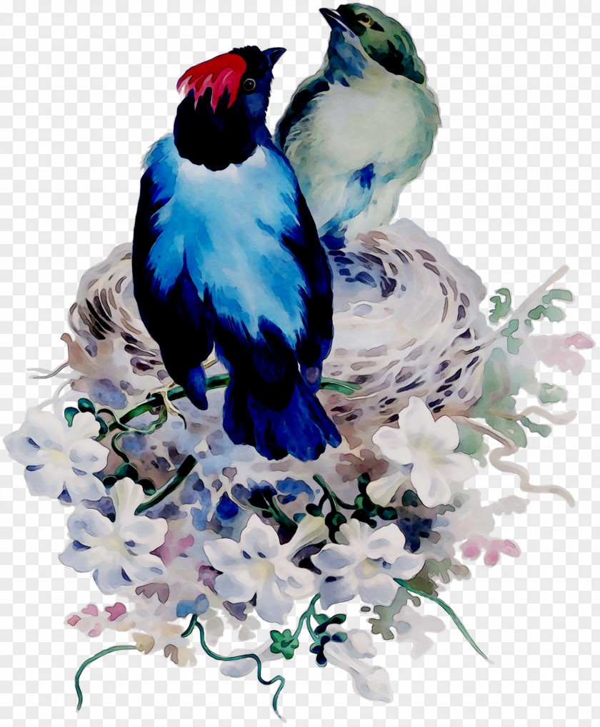 Blue Jay Cobalt Illustration Beak PNG
