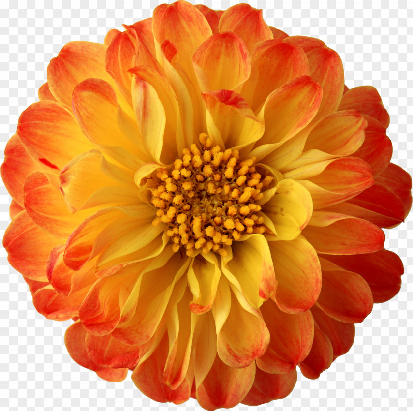 Chrysanthemum Flower Clip Art PNG