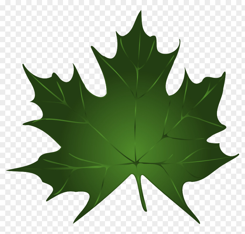 Maple Leaf Image Sugar Green Clip Art PNG