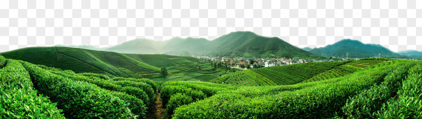 Large Green Tea Fields Flowering Yum Cha Da Hong Pao Tieguanyin PNG