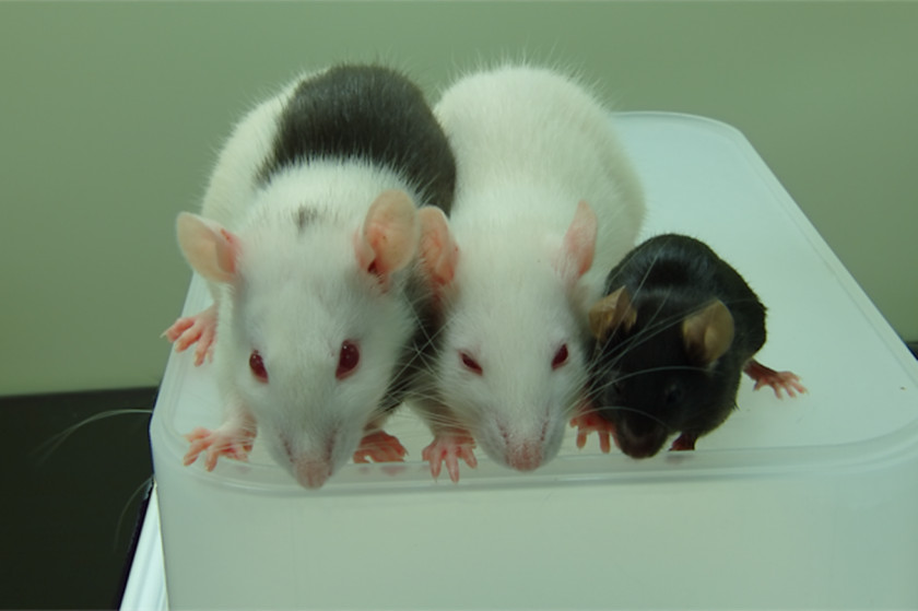 Rat & Mouse Laboratory Black Chimera Pancreas PNG