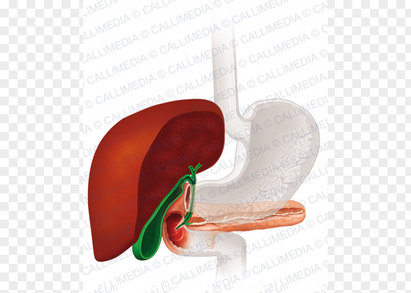 Gastrointestinal Gallbladder Gallstone Cholecystectomy Therapy Human Anatomy PNG