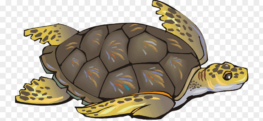 Sea Turtle Cliparts Green Reptile Clip Art PNG