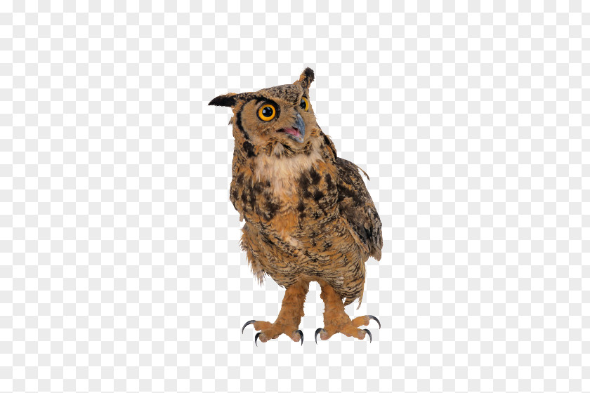 Snowy Owl Great Horned Eurasian Eagle-owl Nocturnality Barn PNG