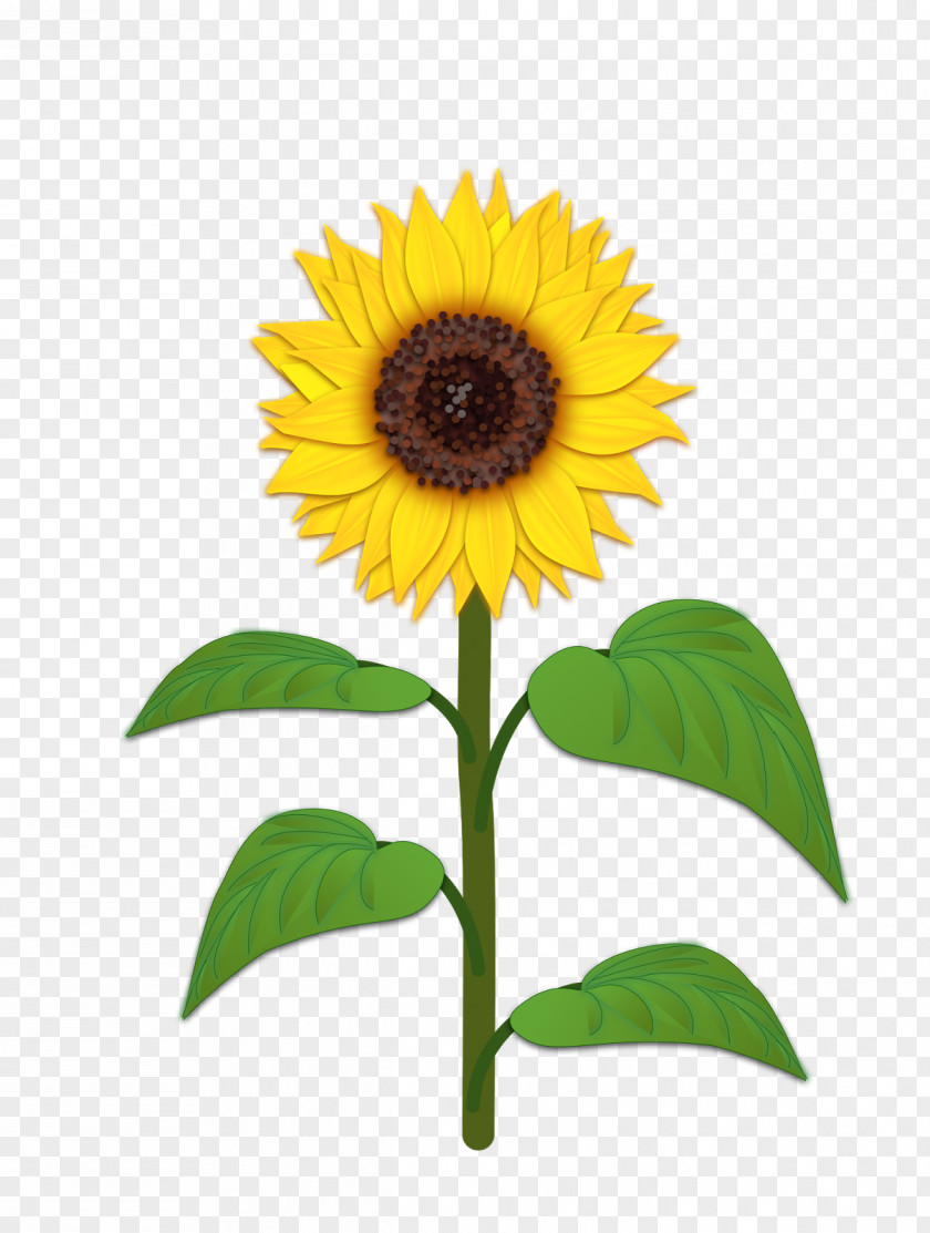 Sunflower Rick Grimes Vector Graphics Illustration RAD Torque Systems B.V. PNG