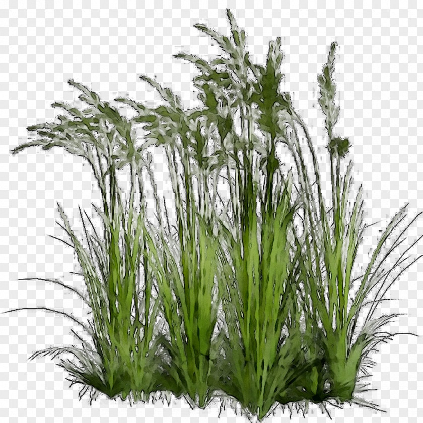 Sweet Grass Clip Art Plants Ornamental Sedges PNG