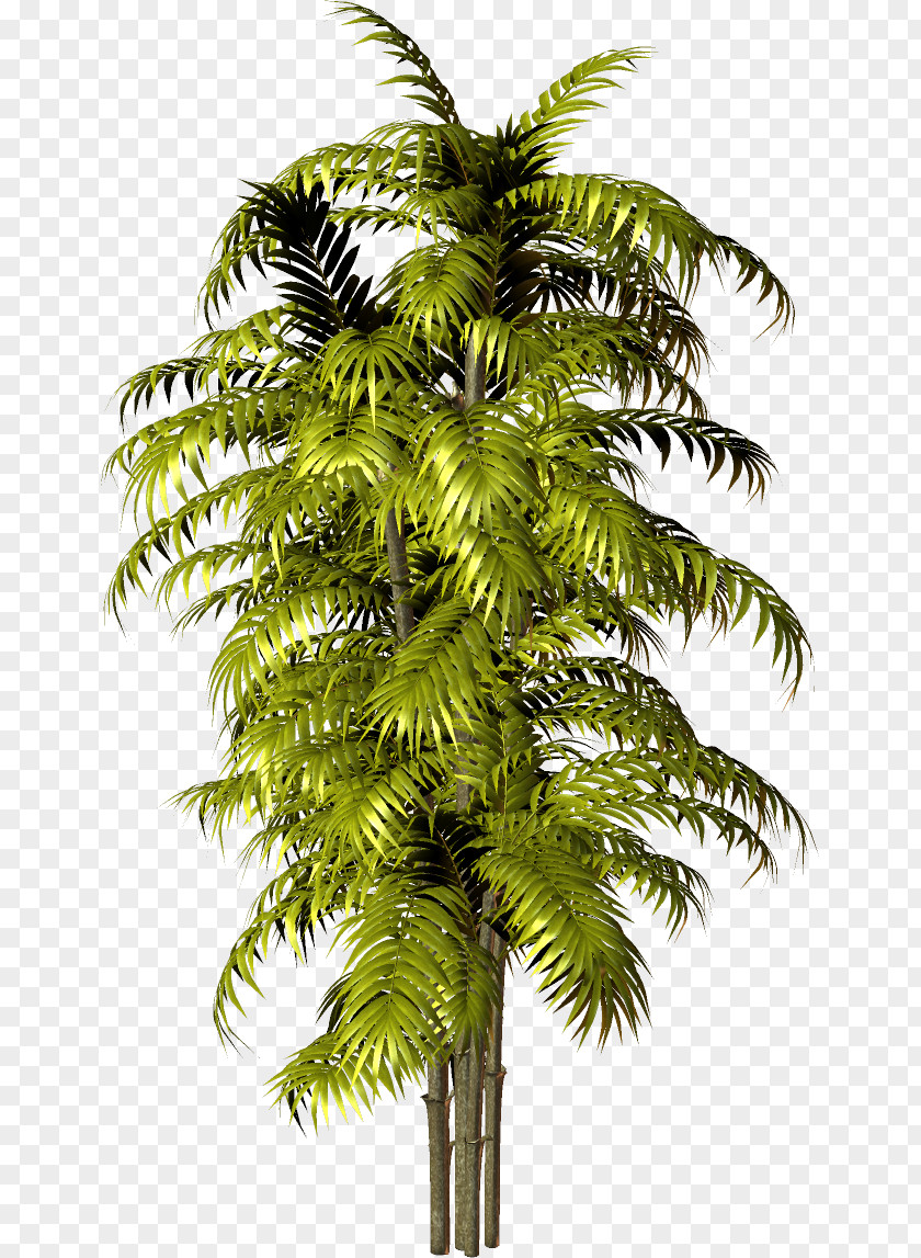 Tree Asian Palmyra Palm Babassu Arecaceae Clip Art PNG