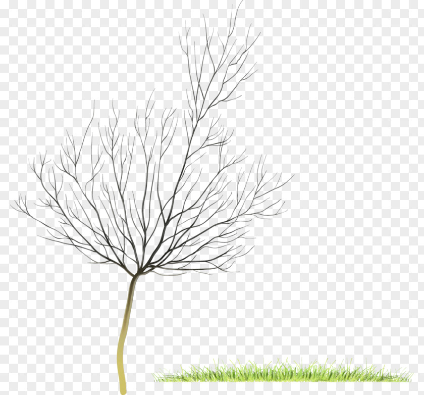 Twig Plant Stem White Pine Grass Leaf Family PNG