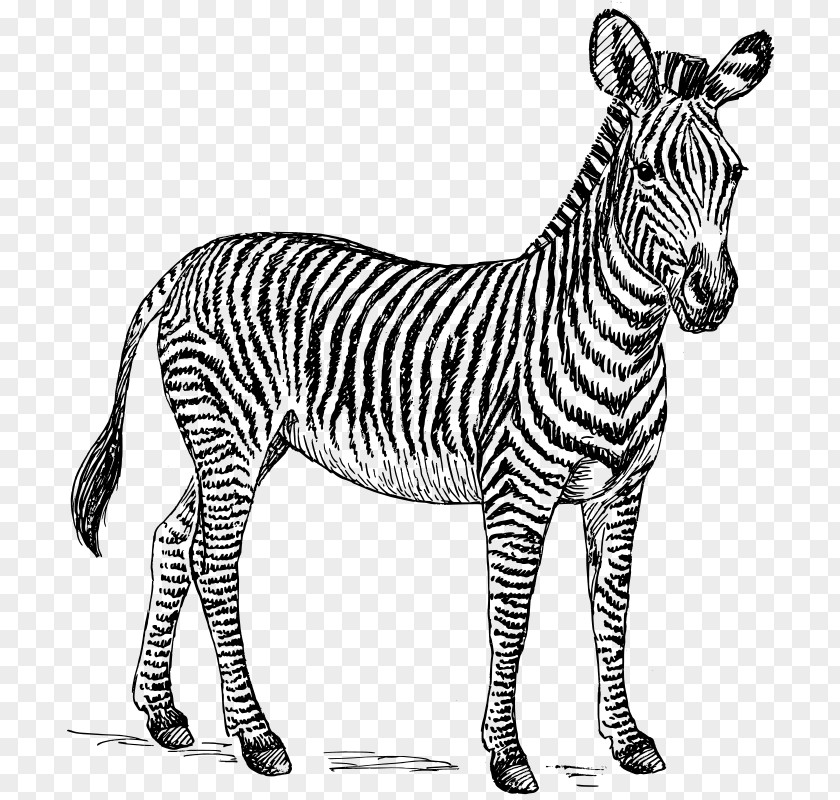 Zebra Vector Clip Art PNG