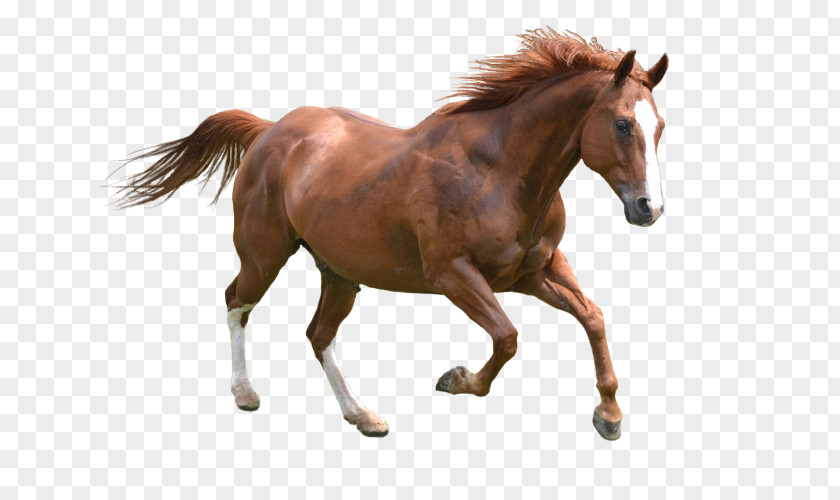 Caballo Illustration Friesian Horse Konik American Miniature Mustang Pony PNG