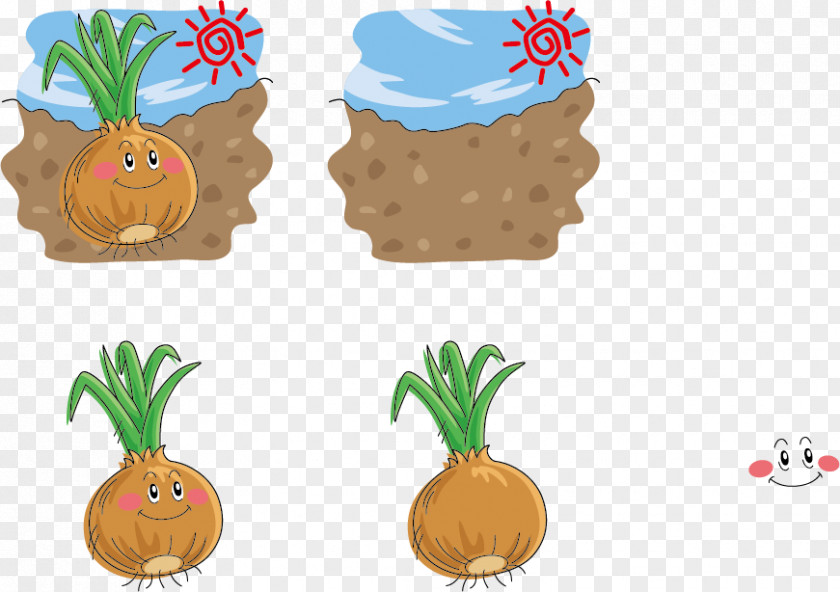 Ground Onion Expression Vector Chowder Vegetable Illustration PNG