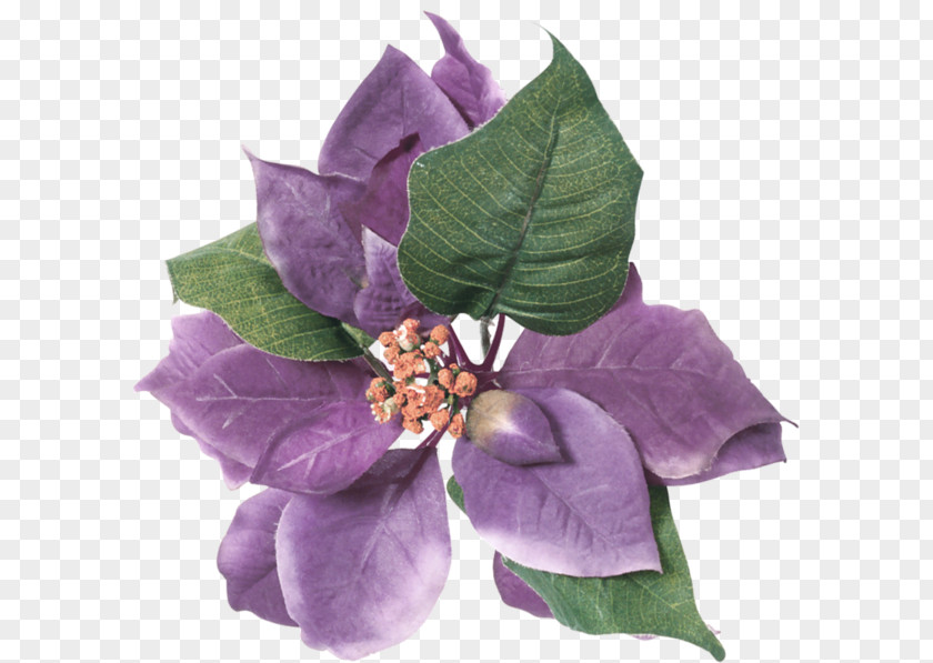 Flower Violet Purple Leaf Color PNG