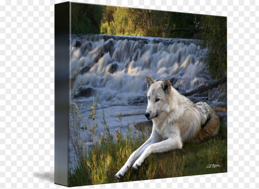 Gray Wolf Gallery Wrap Canvas Art Wildlife PNG