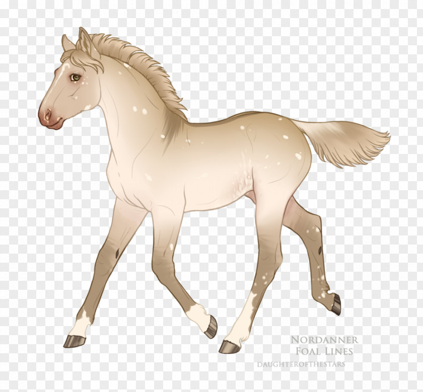 Mustang Foal Pony Stallion Mare PNG