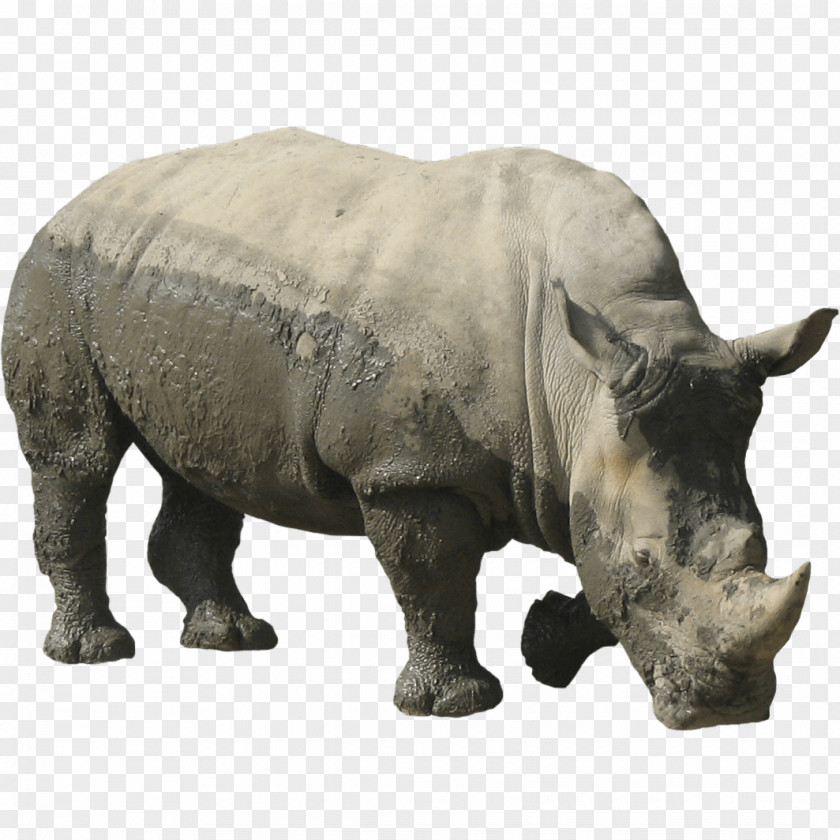 Rhino Rhinoceros 3D Computer File PNG
