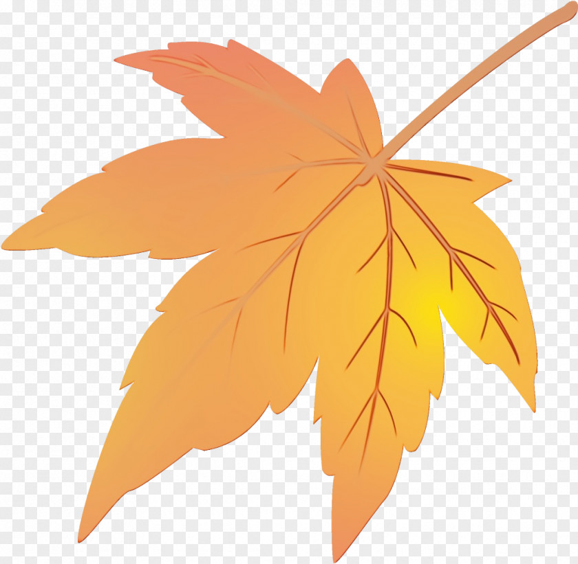 Deciduous Maple Leaf PNG