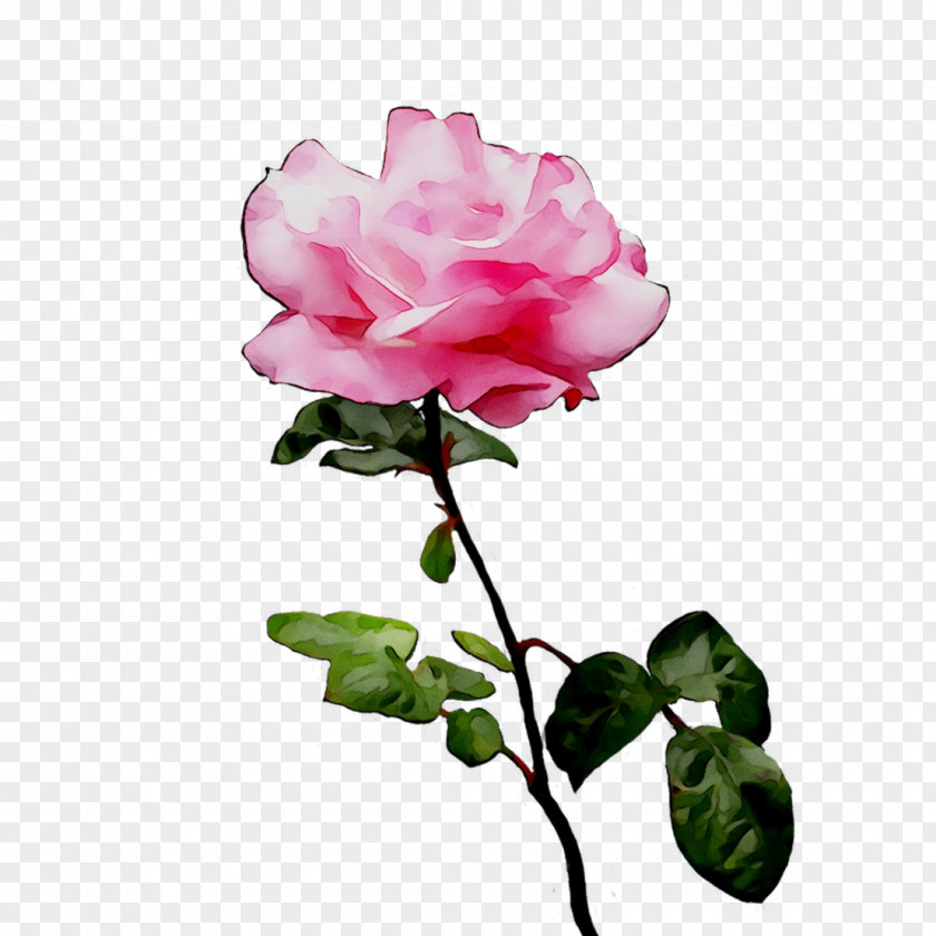 Garden Roses Cabbage Rose Floribunda Flower Bud PNG