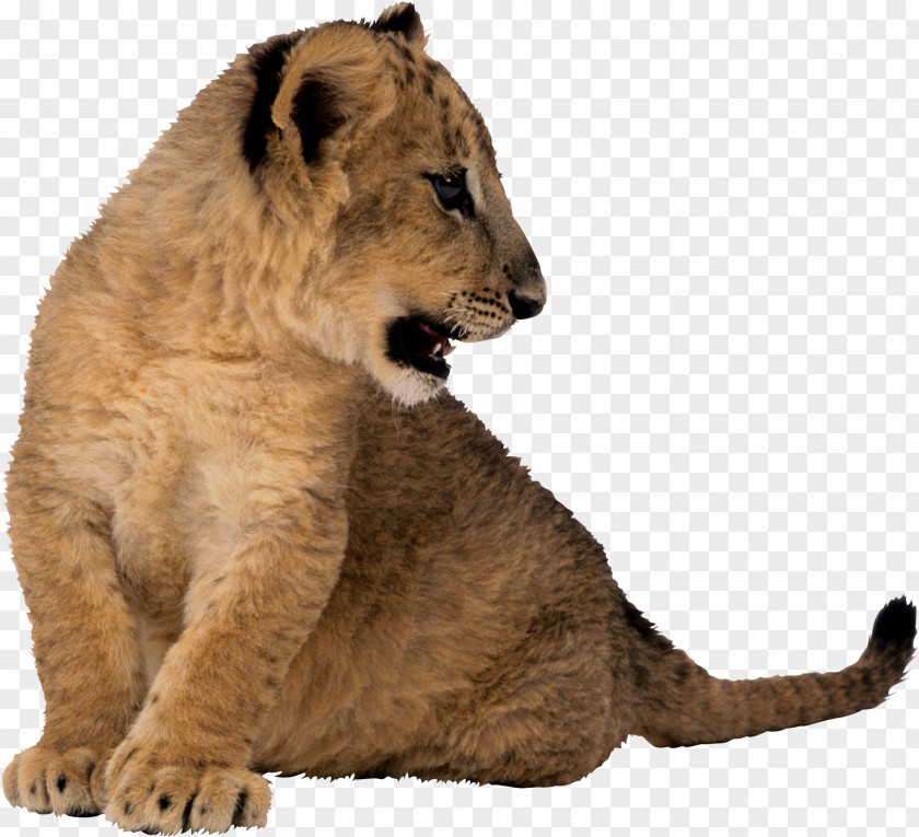 Lion Cub East African Cougar Tiger Animal Clip Art PNG