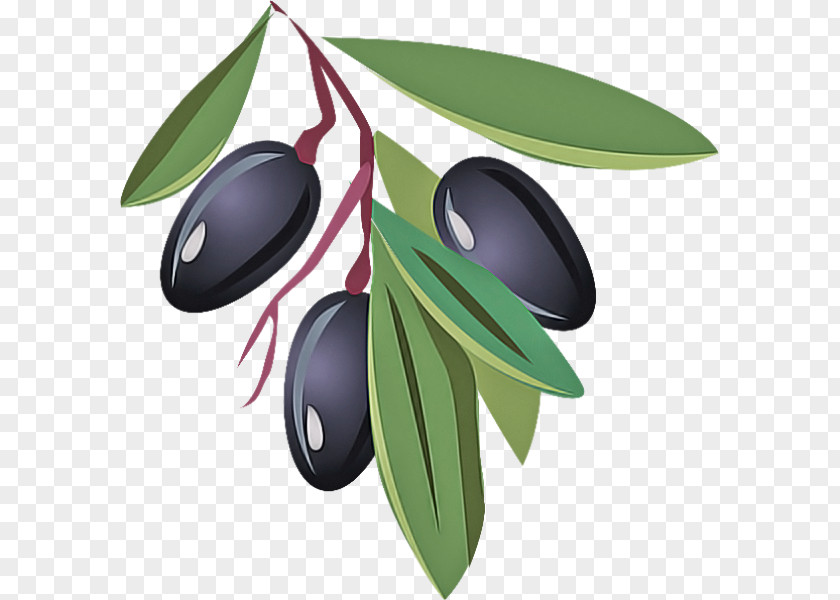 Olive Leaf Tree Plant Fruit PNG