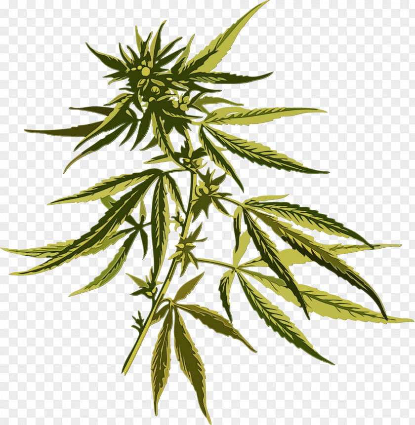Plant Stem Herbaceous Cannabis Leaf Background PNG