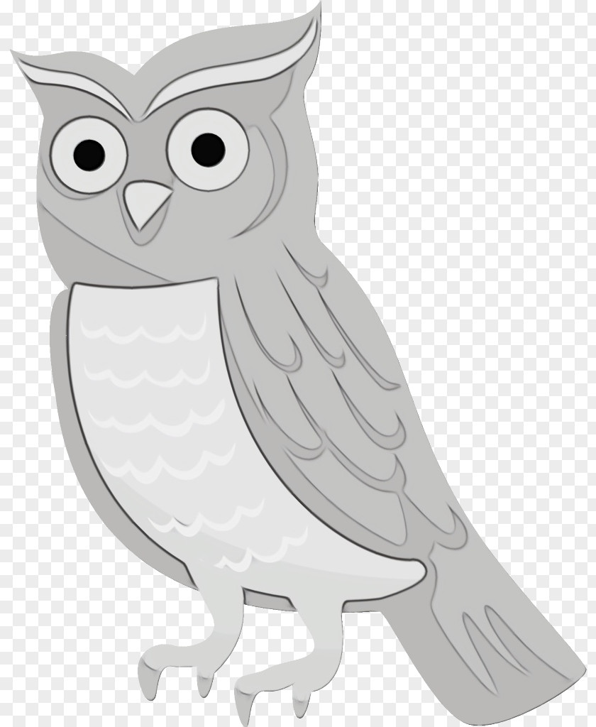 Screech Owl Beak Bird White Of Prey Snowy PNG