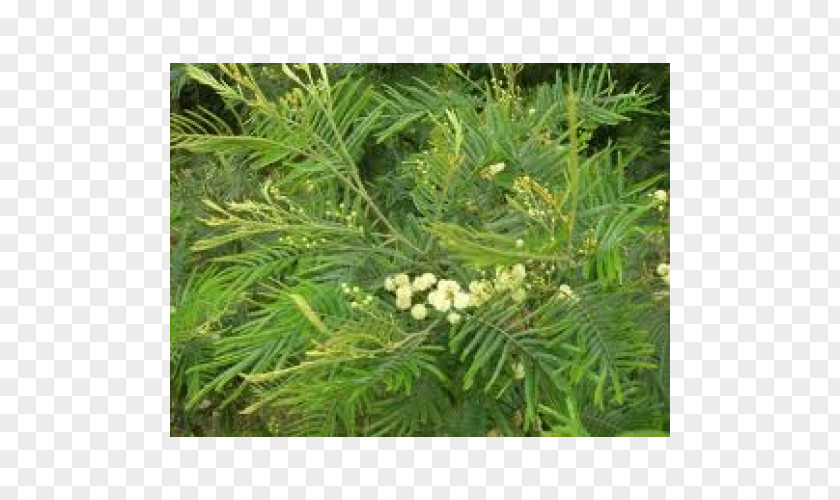 Tree English Yew Acacia Mearnsii Wattles Decurrens Evergreen PNG