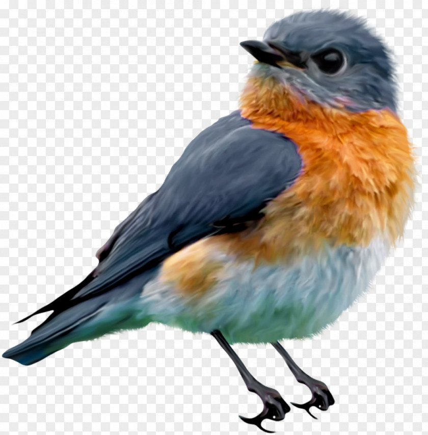 Yard Eastern Bluebird Clip Art PNG