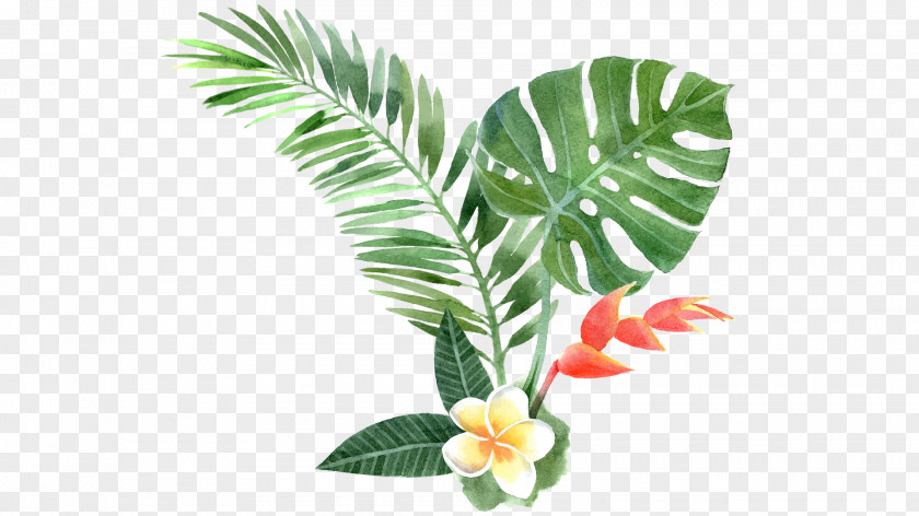 Clip Art Vector Graphics Tropics Illustration PNG